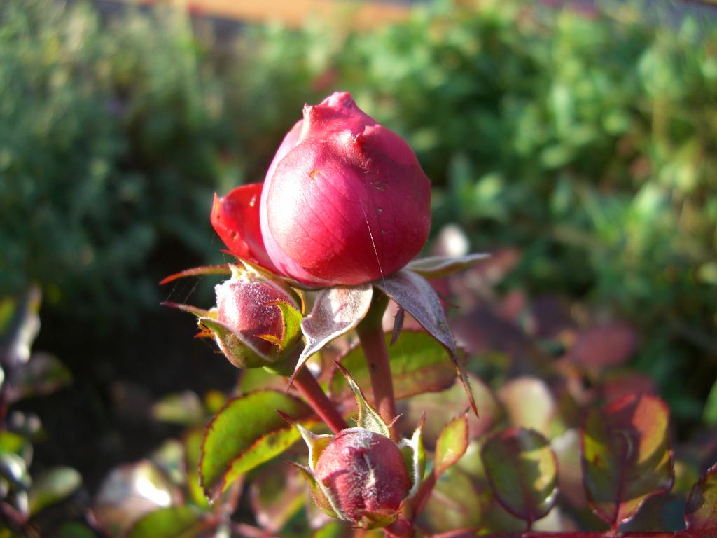 20081024, AUTUNNO 002.jpg